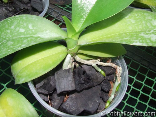 Phal roots